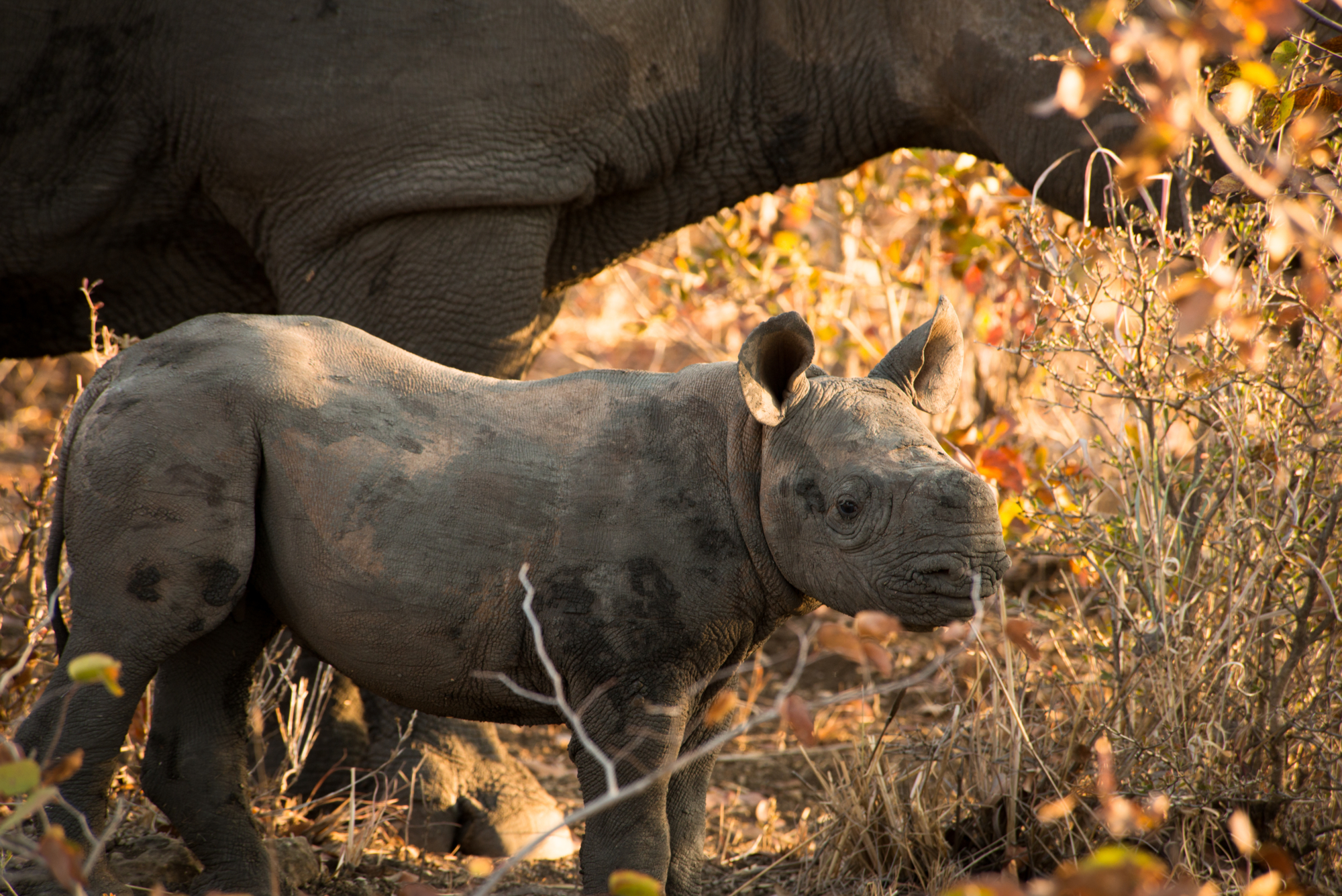 Victoria Falls Black Rhino Relocation Project