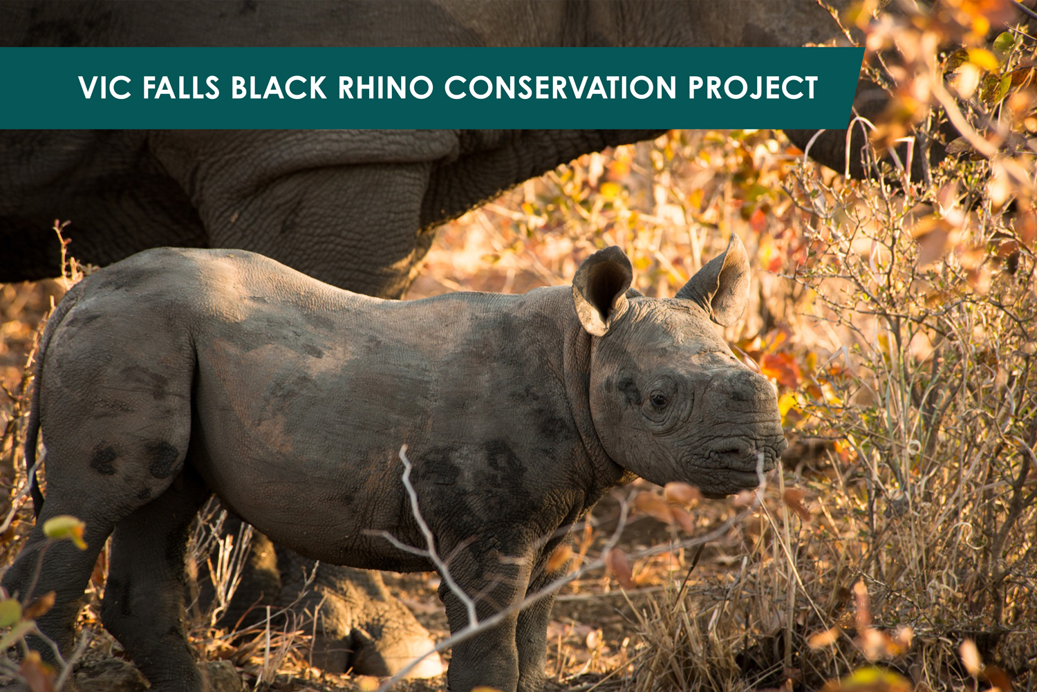 Victoria Falls Black Rhino Conservation Project
