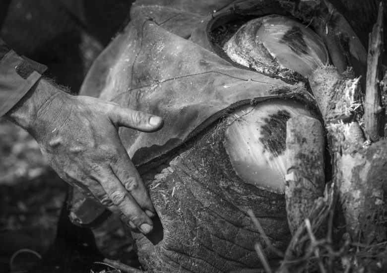 A Mammoth Endeavour: 10 Rhinos are Dehorned at Victoria Falls Private Game Reserve