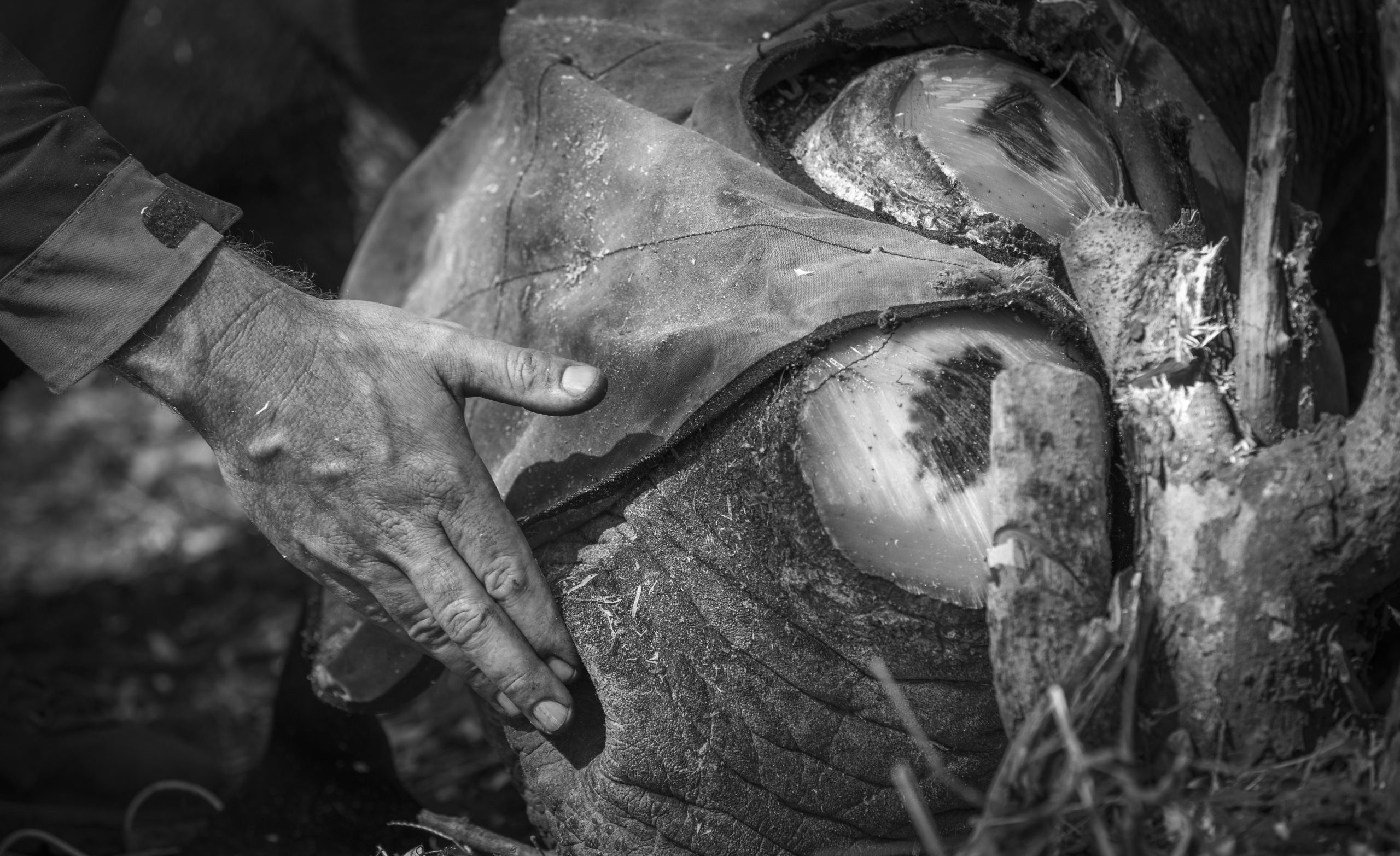 A Mammoth Endeavour: 10 Rhinos are Dehorned at Victoria Falls Private Game Reserve