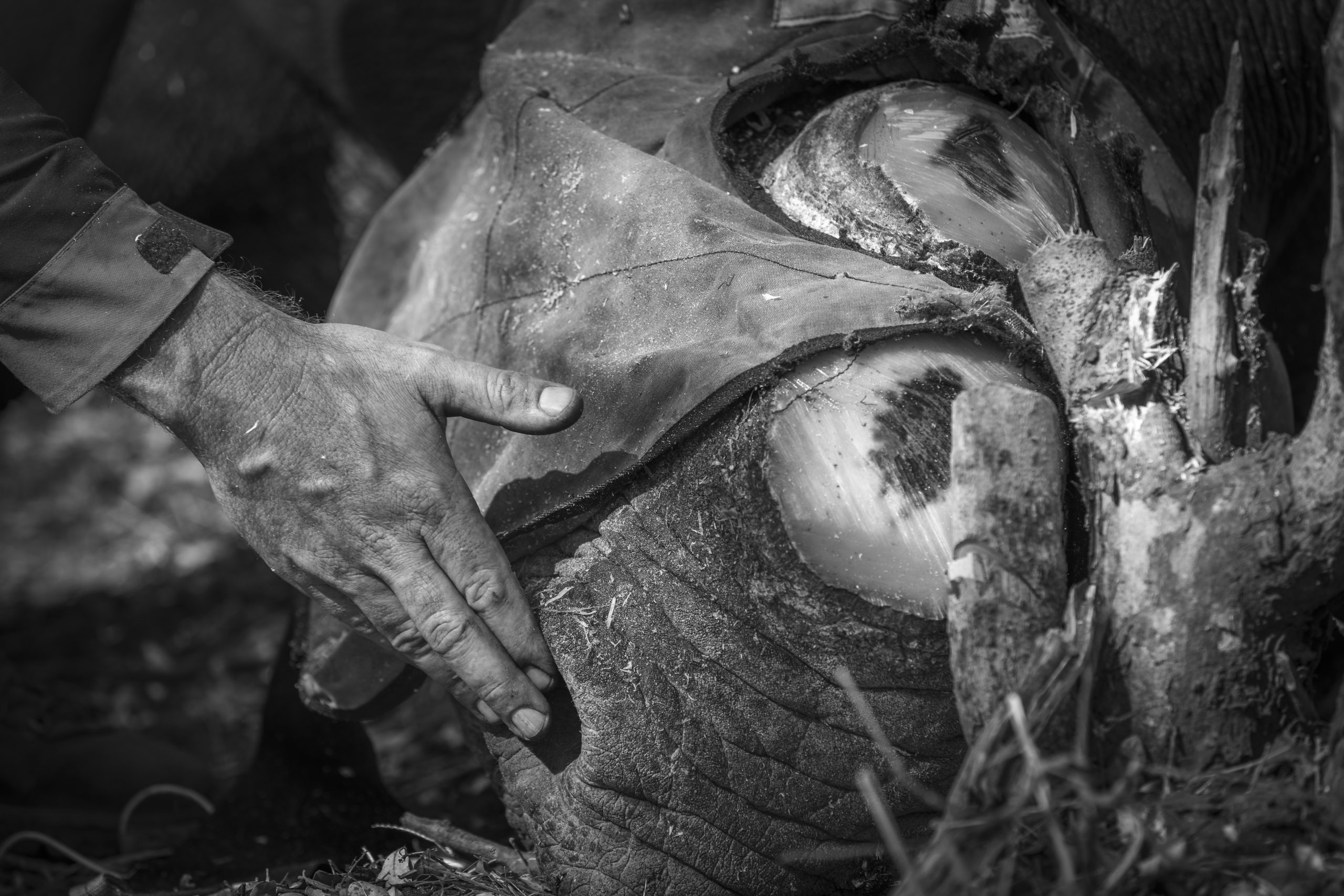 A Mammoth Endeavour: 10 Rhinos are Dehorned at Victoria Falls Private Game Reserve
