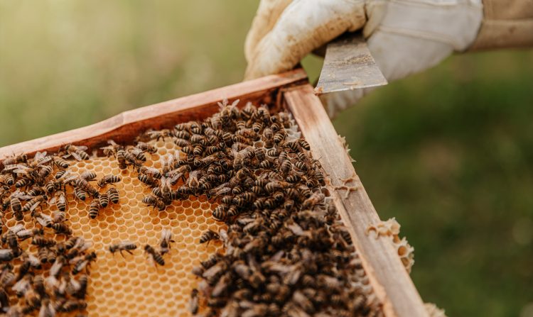 A hive of activity