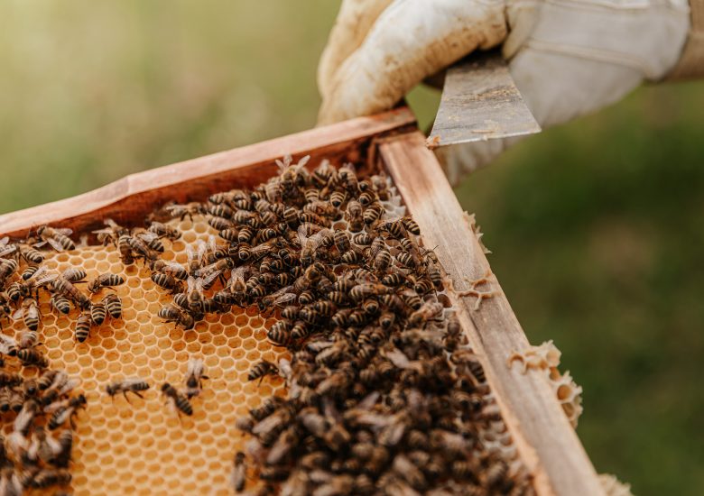 A hive of activity