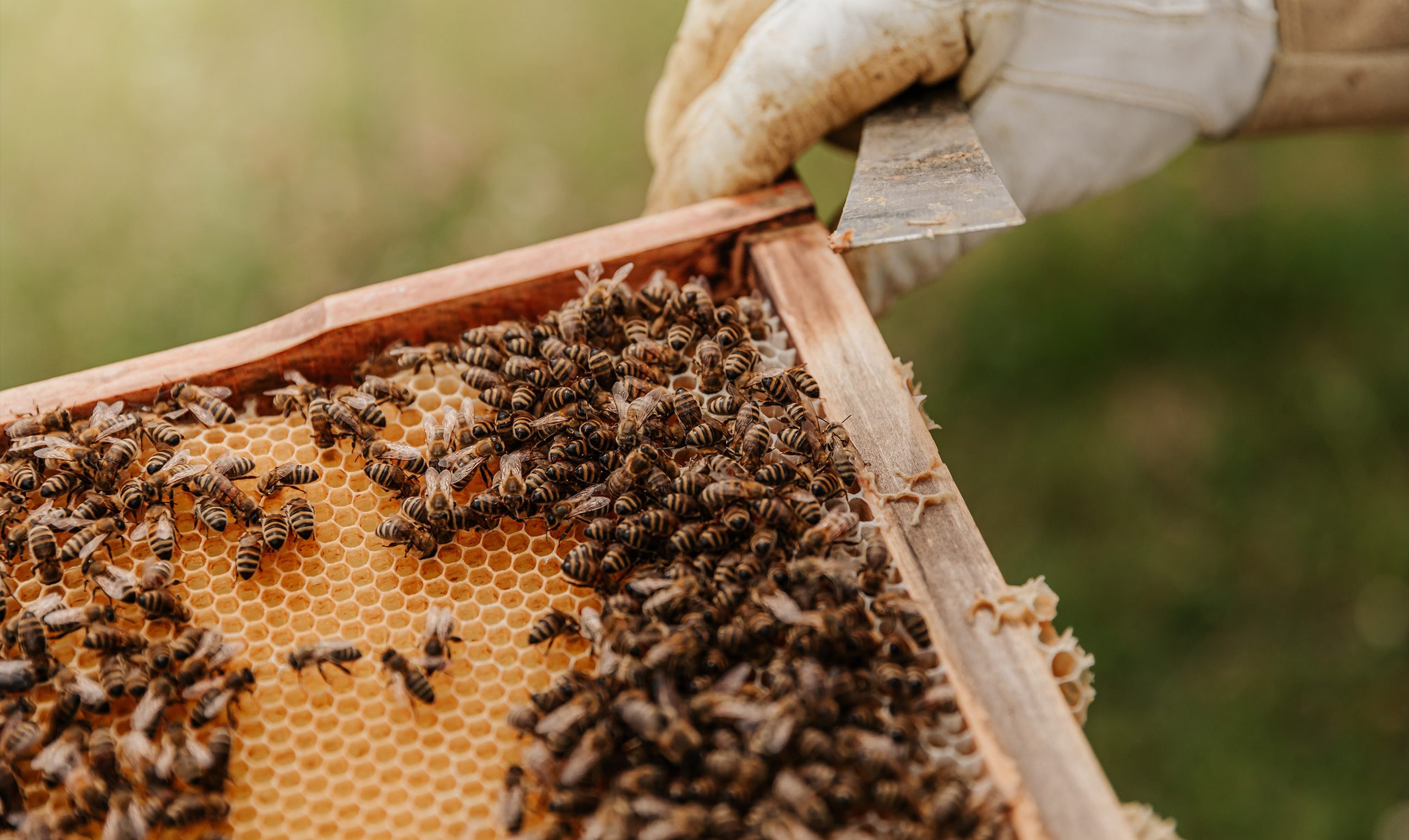 A hive of activity