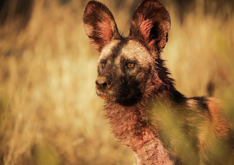 Championing the Painted Wolves on World African Wild Dog Day