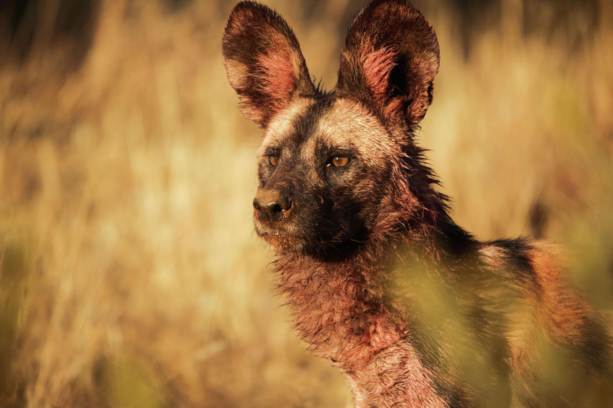 Championing the Painted Wolves on World African Wild Dog Day