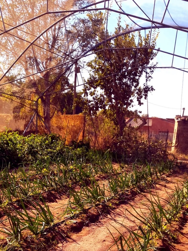 lion sands community tour | gardening experience