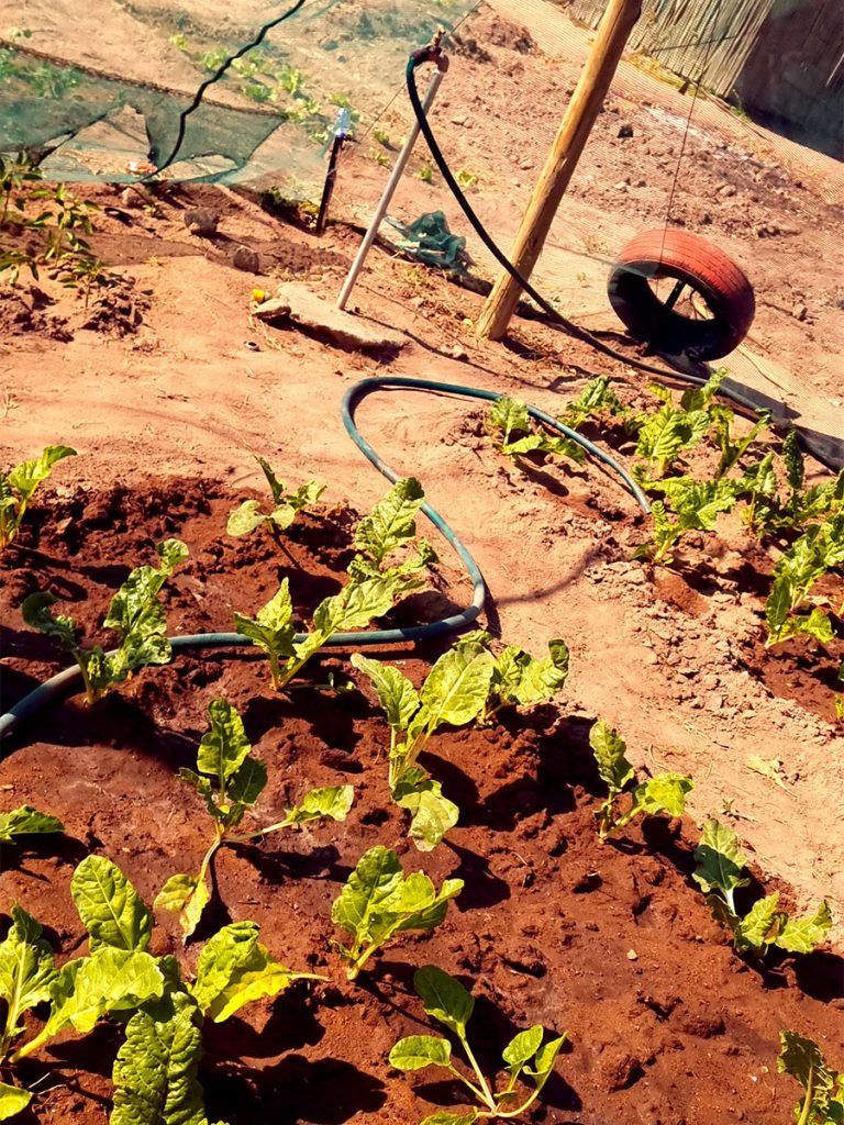 lion sands community tour | gardening experience